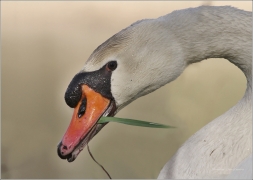 <p>Labuť velká (Cygnus olor) –--- /Mute schwan – Höckerschwan/</p>
